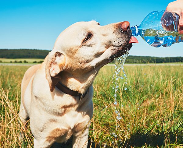 A member of the family whose hydration may be overlooked at times is your beloved pet.