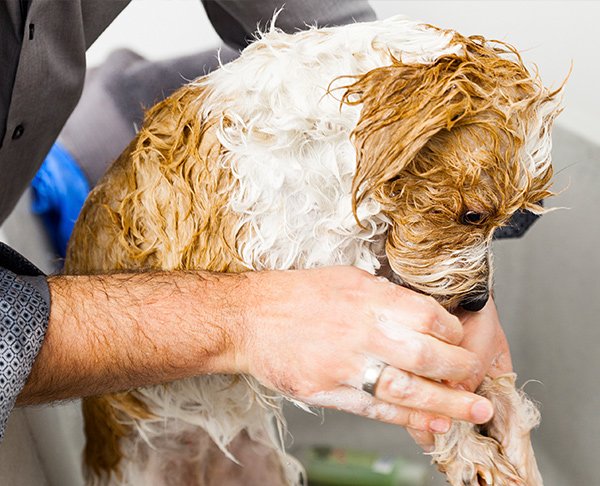 Keep your pets free from toxins by using our chemical-free pet shampoo made with Kangen Water®!